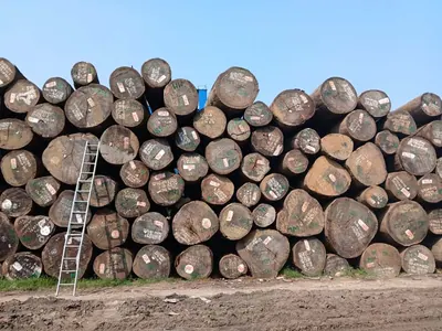 Stacked round logs seen from the cut ends
