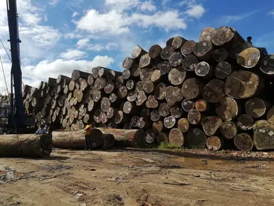 Round log stockpile under a blue sky