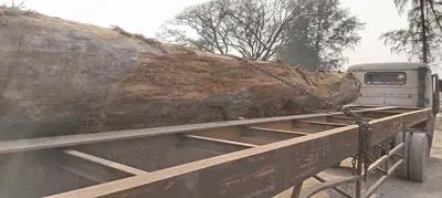 Long round log loaded on a trailer